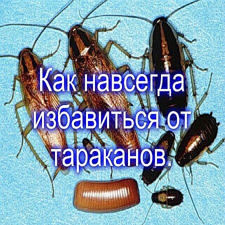 Как избавиться от тараканов. Как избавиться от тараканов навсегда. Что уничтожает тараканов навсегда. Как насовсем избавиться от тараканов.